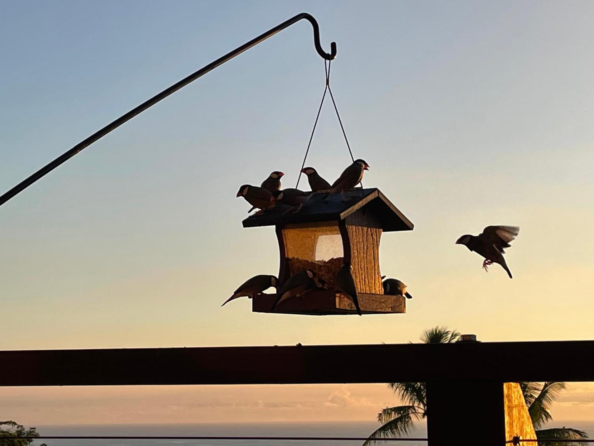 Hawaii Magic Skies Farmstay Paukaa Dış mekan fotoğraf